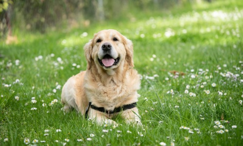 The essence of exceptional living a dog sitting in a field